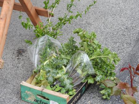 Zelemenjava prvič na Razkrižju 14